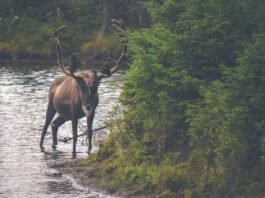Denmark Is Building a $12 Million Conservation Park for Brown Bears