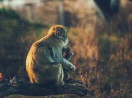 Pandas Thrive on Bamboo, Thanks to Belly Bacteria