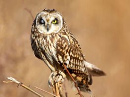 How Do Emperor Penguin Dads Stop Their Eggs From Freezing?
