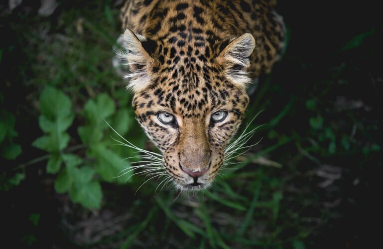 Iguana with Back Fangs Spotted for the First Time in Two Decades