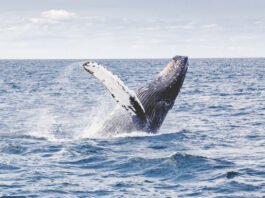 Painted Wolves Caught on Camera Hunting Baboons for the First Time