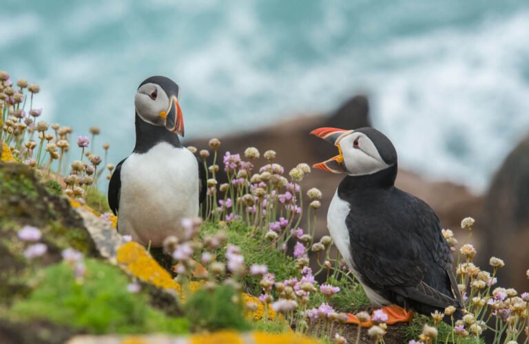 When You’re an Alpha Chimp, Life Isn’t a Barrel of Monkeys